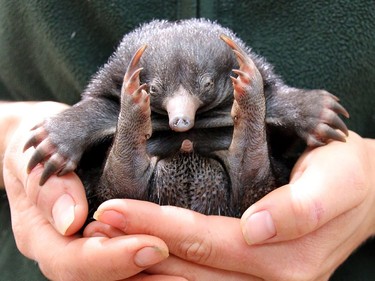 A keeper carries a baby puggle at the Taronga Zoo in Sydney, Australia, November 17, 2016. Sydney's Taronga Zoo is celebrating its first successful echidna births in 30 years with three healthy babies, known as puggles, from three different mums hatching within days of each other.