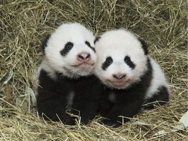 Panda twins — one female (L) and one male — born at the Tiergarten Schönbrunn Vienna Zoo almost three months ago are seen in this photo received November 3, 2016.