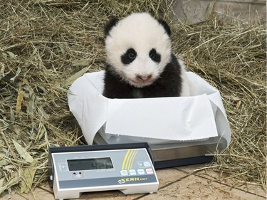 A female panda cub, one of the twins born at the Tiergarten Schönbrunn Vienna Zoo almost three months ago sits on the scales in this photo received November 3, 2016.