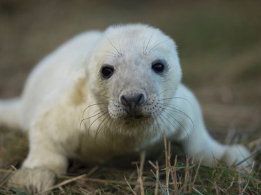 A newly born seal pup is pictured on the sand dunes of the Lincolnshire Wildlife Trust's Donna Nook nature reserve near Grimsby, England, November 8, 2016.