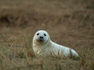 A newly born seal pup is pictured on the sand dunes of the Lincolnshire Wildlife Trust's Donna Nook nature reserve near Grimsby, England, November 8, 2016.