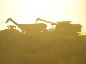 Combines harvest a field east of Pense, Sask. on Nov. 11, 2016