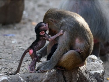 An infant Hamadrya baboon plays with a female Hamadrya baboon in an enclosure at the Giza Zoo in Cairo, Egypt, November 23, 2016.
