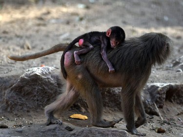A female Hamadrya baboon carries her infant in an enclosure at the Giza Zoo in Cairo, Egypt, November 23, 2016.