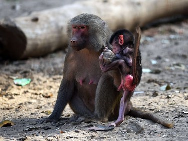 A female Hamadrya baboon plays with her infant in an enclosure at the Giza Zoo in Cairo, Egypt, November 23, 2016.