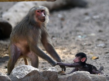 An infant Hamadrya baboon plays with a female Hamadrya baboon in an enclosure at the Giza Zoo in Cairo, Egypt, November 23, 2016.