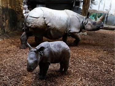 A one-month-old baby rhinoceros, the second of the year in Europe, strolls through its enclosure with its mother at the Cerza Zoo in Hermival-les-Vaux, France, November 29, 2016.
