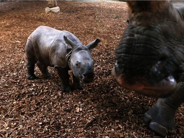 A one-month-old baby rhinoceros, the second of the year in Europe, strolls through its enclosure with its mother at the Cerza Zoo in Hermival-les-Vaux, France, November 29, 2016.