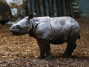 A one-month-old baby rhinoceros, the second of the year in Europe, stands in its enclosure at the Cerza Zoo in Hermival-les-Vaux, France, November 29, 2016.