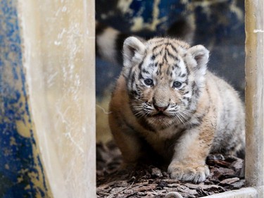 One of three one-month-old Siberian tiger cubs is pictured at the Besancon Zoo on November 14, 2016.