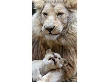 A four-month-old white lion cub cuddles to its father Sam inside their enclosure at a zoo in Tbilisi, Georgia, November 30, 2016.