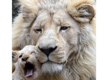 A four-month-old white lion cub cuddles to its father Sam inside their enclosure at a zoo in Tbilisi, Georgia, November 30, 2016.
