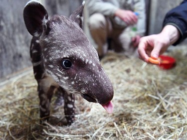 A two-weeks-old South American tapir stands in its enclosure at the zoo in Magdeburg, Germany, November 24, 2016.