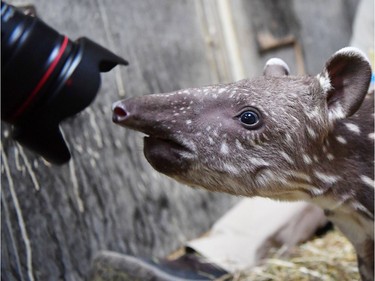 A two-weeks-old South American tapir inspects the lens of a photographer's camera in its enclosure at the zoo in Magdeburg, Germany, November 24, 2016.