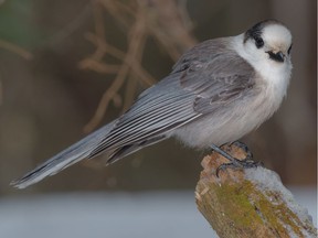 Gray jay ideally suited to represent Canadian character.