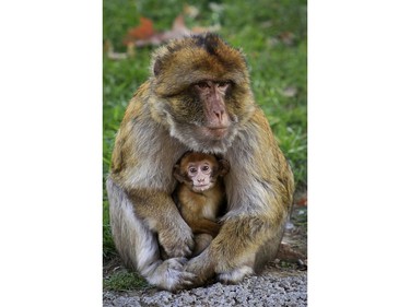 A baby macaque rests in its mother's lap at the Tbilisi Zoo in Tbilisi, Georgia, November 15, 2016.