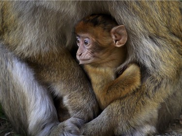 A baby macaque rests in its mother's lap at the Tbilisi Zoo in Tbilisi, Georgia, November 15, 2016.