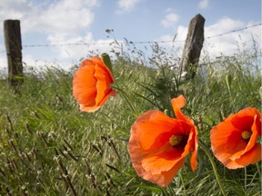 Poppies blow near a barbed wire fence in Geluwe, Belgium. Red poppies were first symbolized as a means of remembrance by First World War soldier and surgeon Lieut. Col. John McCrae, in his famous poem, In Flanders Fields.