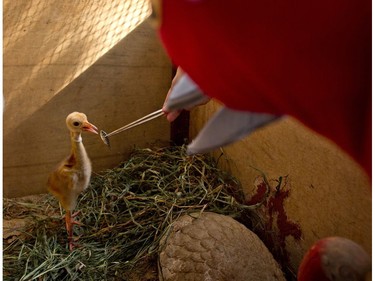 Bird keeper Sarawut Wongsombat uses a crane costume to feed an eight-day-old Sarus crane chick at the Korat Zoo hatchling centre in Nakhorn Ratchasima, Thailand, November 5, 2016.