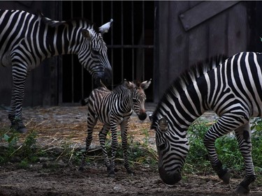 A five-day-old zebra calf stands with her mother after she was released in an enclosure for public viewing at the Alipore Zoological Garden in Kolkata, India, November 8, 2016. This is the first successful assisted birth of a zebra at the zoo.