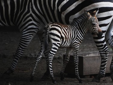 A five-day-old zebra calf stands with her mother after she was released in an enclosure for public viewing at the Alipore Zoological Garden in Kolkata, India, November 8, 2016. This is the first successful assisted birth of a zebra at the zoo.