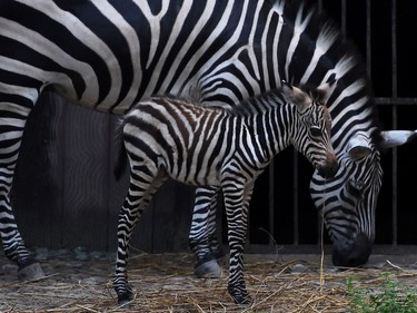 A five-day-old zebra calf stands with her mother after she was released in an enclosure for public viewing at the Alipore Zoological Garden in Kolkata, India, November 8, 2016. This is the first successful assisted birth of a zebra at the zoo.