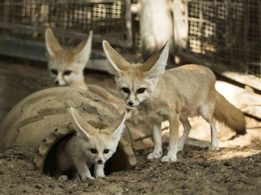 A seven-week old fennec fox and his mother are seen at the Ramat Gan Safari Zoo near the Israeli coastal city of Tel Aviv, November 6, 2016.