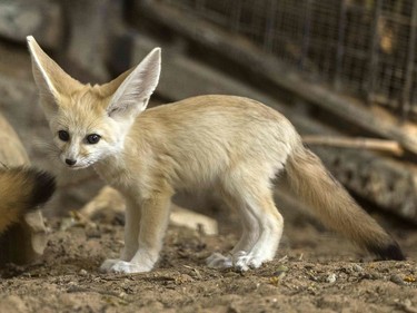 A seven-week old fennec fox is seen at the Ramat Gan Safari Zoo near the Israeli coastal city of Tel Aviv, November 6, 2016.