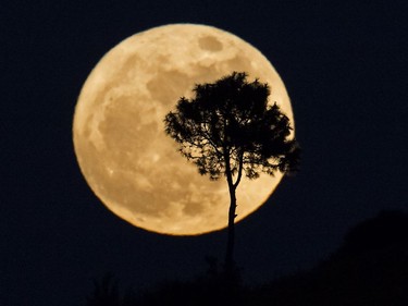 A tree is silhouetted as a supermoon rises over Heho, Myanmar's Shan state, November 14, 2016. Skygazers headed to high-rise buildings, ancient forts and beaches on November 14 to witness the closest "supermoon" to Earth in almost seven decades, hoping for dramatic photos and spectacular surf. The moon will be the closest to Earth since 1948 at a distance of 356,509 kilometres, creating what NASA described as "an extra-supermoon."