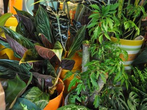 Houseplants can survive for a time on their own.