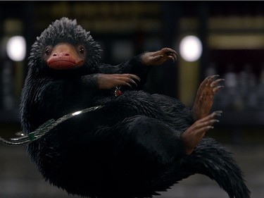 A beast called a Niffler  in "Fantastic Beasts and Where to Find Them."