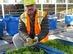 Plant Sciences assistant professor Grant Wood on November 15 2016 with his latest-ever Saskatoon crop of spinach.