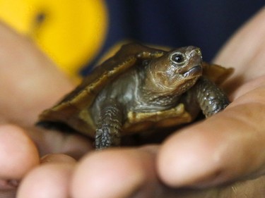 Riverview Park and Zoo worker Matt Dixon displays Blinky, a 21-day-old Sulawesi Forest turtle, hatched at the zoo on November 15, 2016 in Peterborough, Ontario.