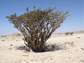 Boswellia shrub (frankincense source).