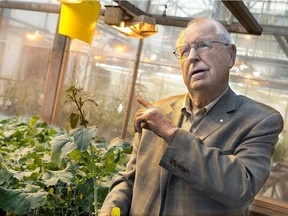 Plant scientist Keith Downey is known for his work converting rapeseed into canola.