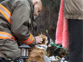 SASKATOON, SASK.; NOVEMBER 2, 2016 - 1103 news dog rescue  Saskatoon firefighters had to deal with helping a number of pets to breath after a fire call to a smoke filled home at 206 Benesh Place, November 2, 2016 (GORD WALDNER/Saskatoon StarPhoenix)