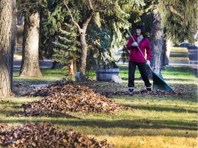 Before the big snowfall in early October in Saskatoon a lot of fallen leaves had not been raked up. Now with the above normal temperatures we are getting outside and in this case even raking up the leaves on the boulevards in Mayfair to just enjoy the weather, November 7, 2016.