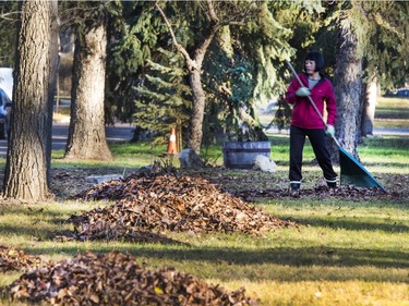 Before the big snowfall in early October in Saskatoon a lot of fallen leaves had not been raked up. Now with the above normal temperatures people are getting outside and, in this case, even raking up the leaves on the boulevards in Mayfair to just enjoy the weather, November 7, 2016.
