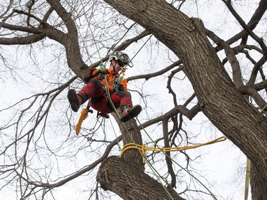 Quill Shiell of Porcupine Tree Care climbs into the maze of an American Elm on Avenue E to work on stabilizing the tree, November 4, 2016.