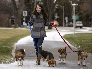 Michaella Barnes of the Western College of Veterinary Medicine at the University of Saskatchewan walks four beagles, part of a larger group of eight beagles involved in a nutrition study, near Rutherford arena on campus, November 22, 2016.