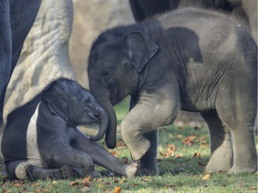 Seven-month-old Asian elephant Max (R) plays with the newest born baby elephant at the zoo in Prague, Czech Republic, November 2, 2016. The male calf was born October 5.