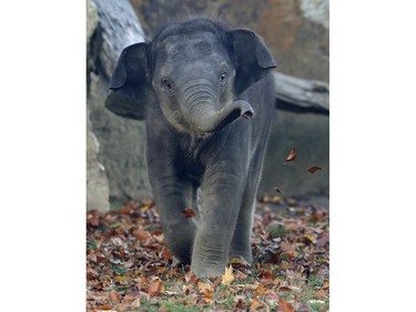 Seven-month-old Asian elephant Max walks through fallen leaves at the zoo in Prague, Czech Republic, November 2, 2016.