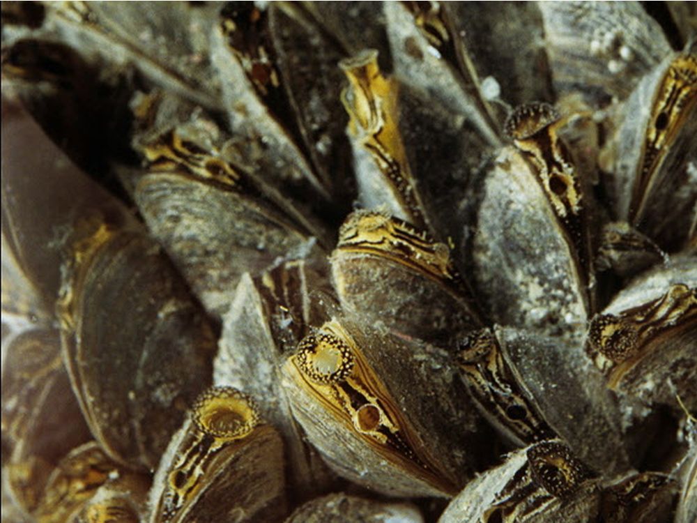 City to investigate Zebra mussels that could threaten drinking water