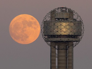 The moon rises behind Reunion Tower in downtown Dallas, Sunday evening, November 13, 2016. On Monday the supermoon will be the closest full moon to earth since 1948, and it won't be as close again until 2034.