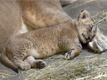 A five-week-old lion cub uses his mother's back foot as a pillow as he takes a catnap at the Fresno Chaffee Zoo, in Fresno, California, November 17, 2016.