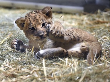 A five-week-old lion plays with his leg in the hay of his enclosure at the Fresno Chaffee Zoo, in Fresno, California, November 17, 2016.