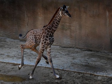 A two-week-old female Masai giraffe calf runs in its enclosure at the Los Angeles Zoo in Los Angeles, California, November 22, 2016. Masai giraffes are the largest of the nine subspecies of African giraffes.