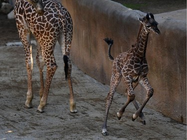 A two-week-old female Masai giraffe calf runs in its enclosure at the Los Angeles Zoo in Los Angeles, California, November 22, 2016. Masai giraffes are the largest of the nine subspecies of African giraffes.
