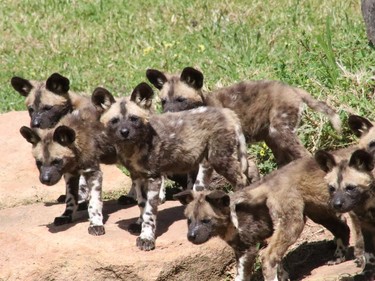 Taronga Western Plains Zoo is celebrating the arrival of 11 African wild dog pups to the conservation breeding program for this endangered species, October 21, 2016. The pups were born on August 25.