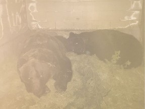 For the first time, the two grizzly bears at the Saskatoon Forestry Farm Park and Zoo, Mistaya and Koda, have been given the opportunity to hibernate. (City of Saskatoon photo)